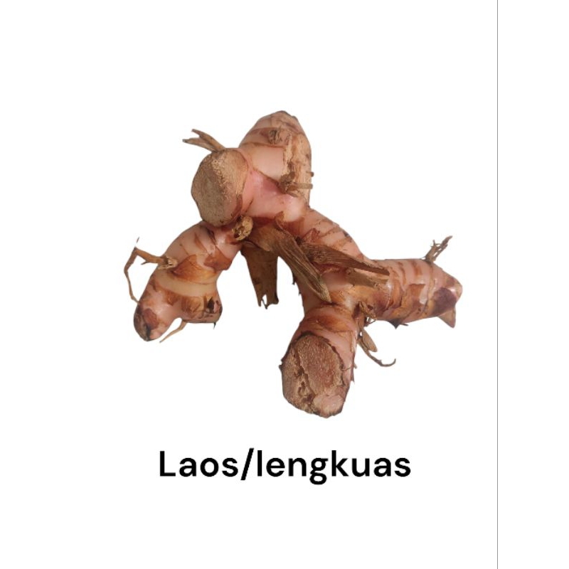

Laos/lengkuas Segar (Murah)
