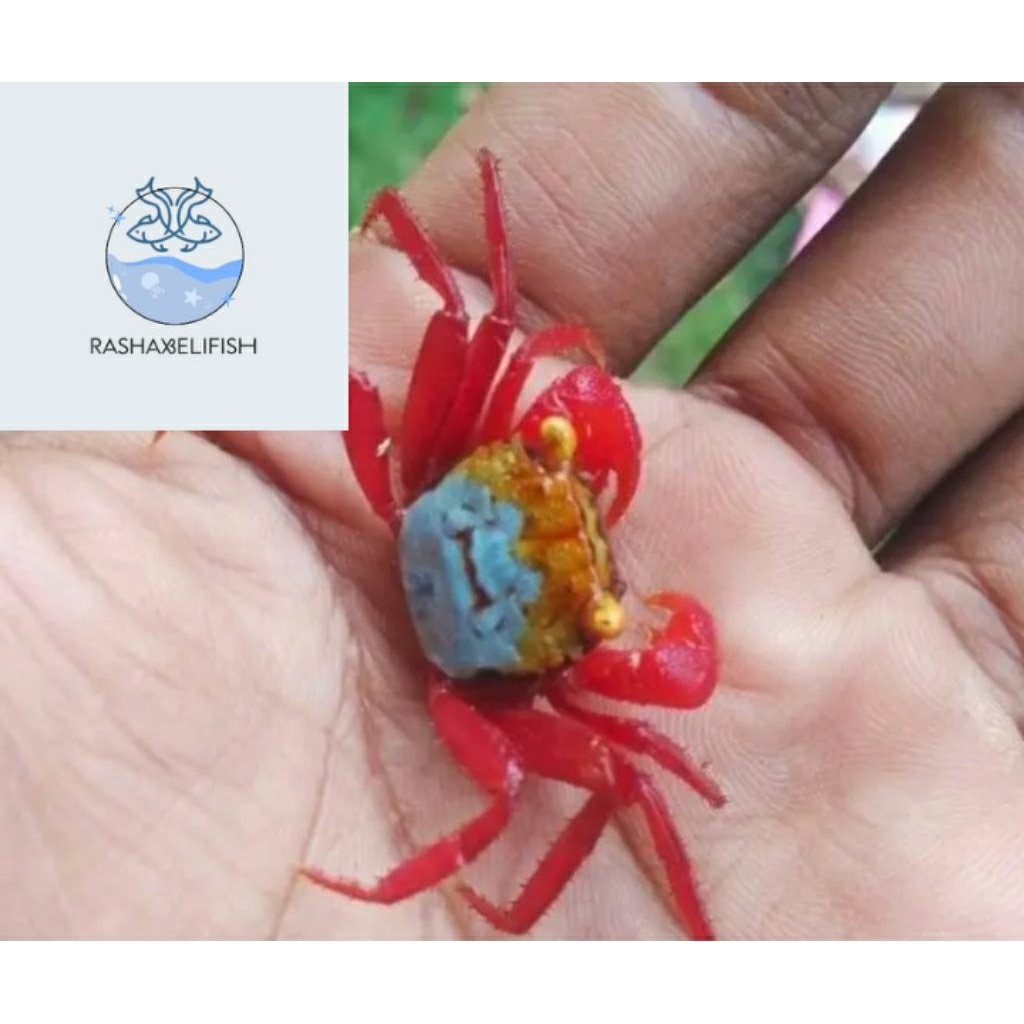 

crab rouxy /kepiting rouxy hias