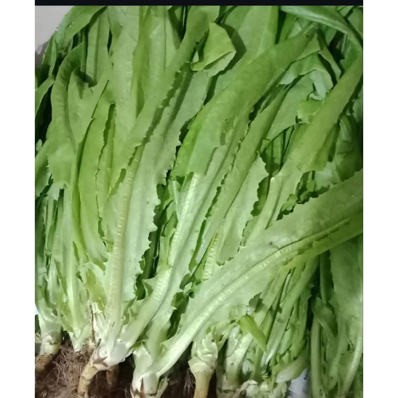 

sayur siomak segar