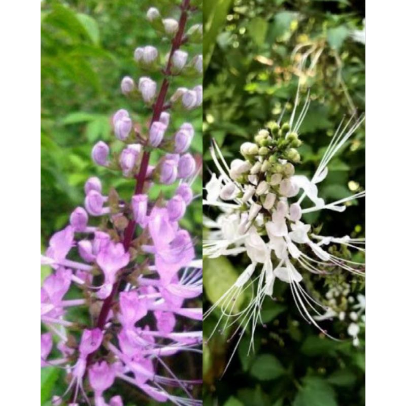 bibit tanaman kumis kucing putih dan ungu