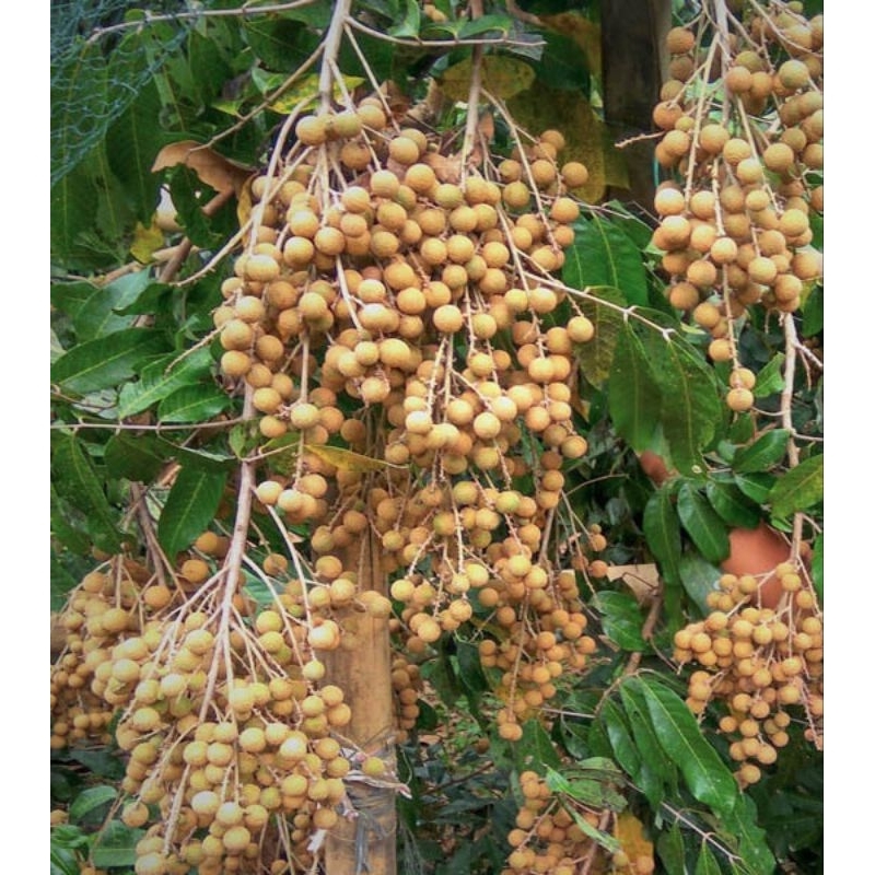 

Bibit Kelengkeng New Cristal Okulasi Siap Berbuah