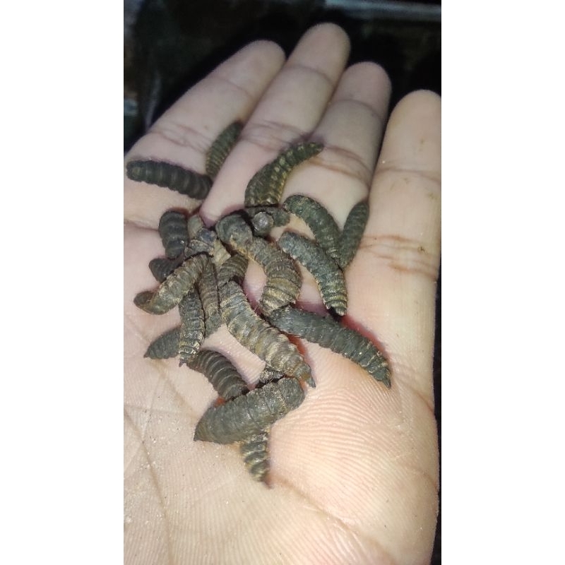 PREPUPA INDUKAN MAGGOT BSF 2 KG