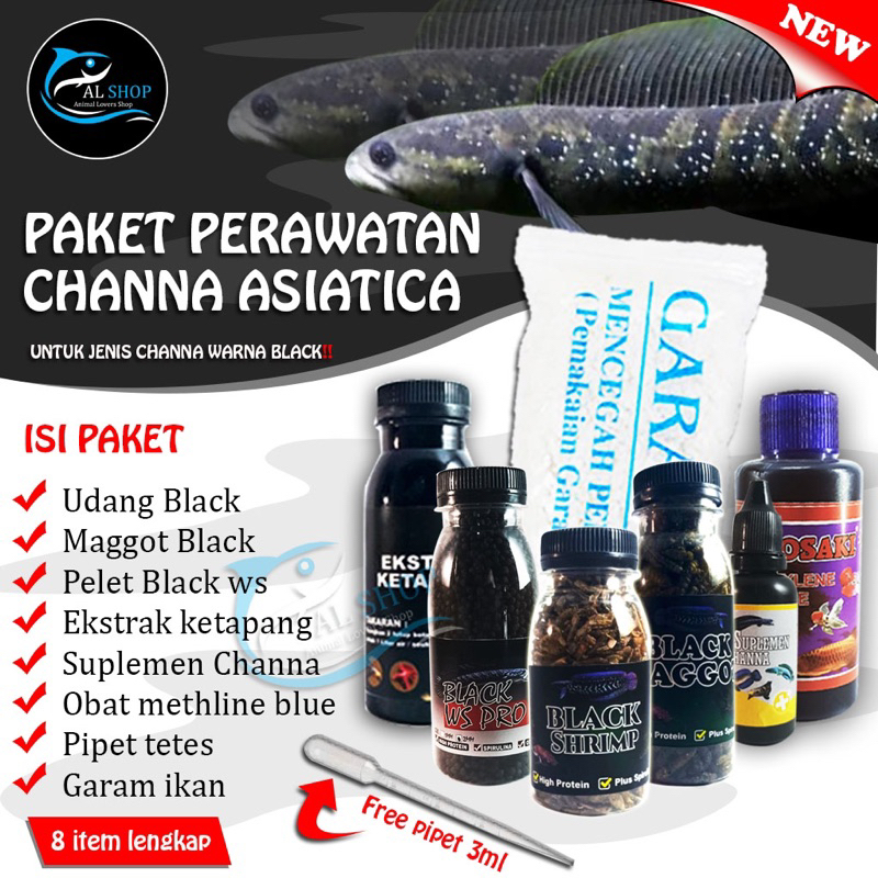 Paket perawatan ikan CHANNA ASIATICA