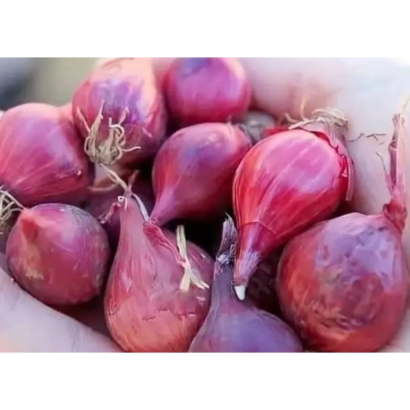 

bawang merah berbes 500gram