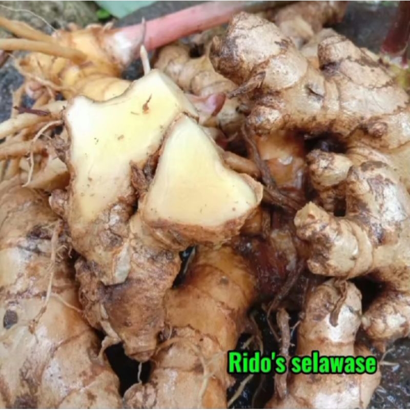 

Lempuyang segar alami rempah asli Indonesia 250gram