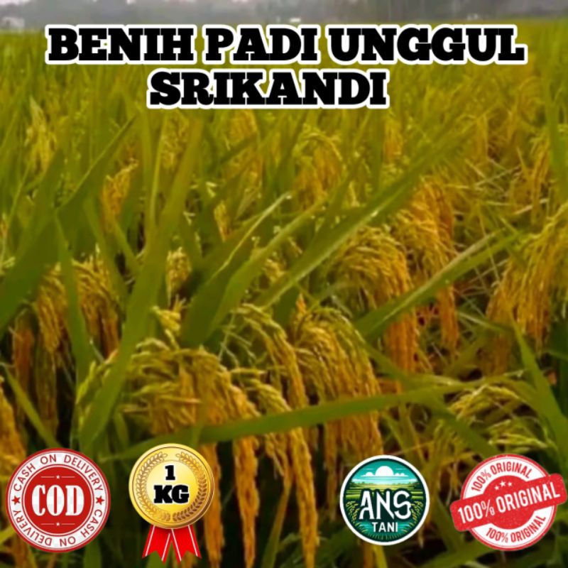 BENIH PADI UNGGUL SRIKANDI BERKUALITAS ORIGINAL KEMASAN 1KG
