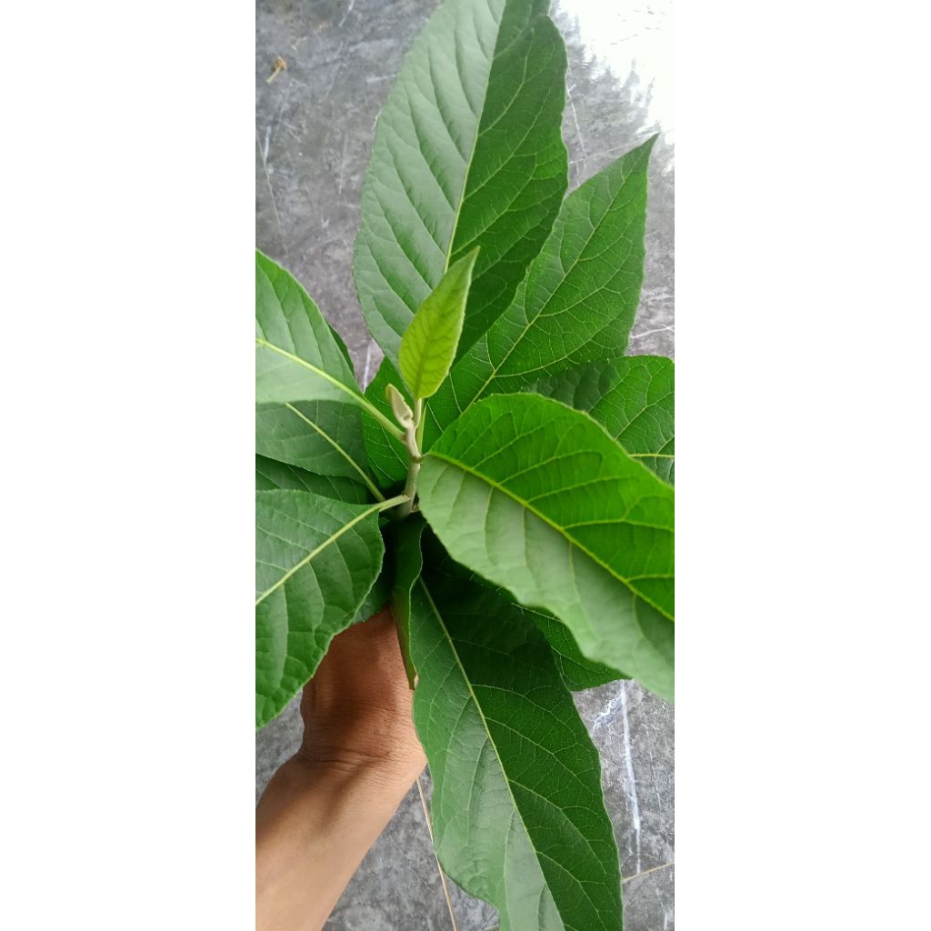

DAUN AFRIKA DAUN SAMBUNG NYAWA DAUN HERBAL 8500 per100 lembar