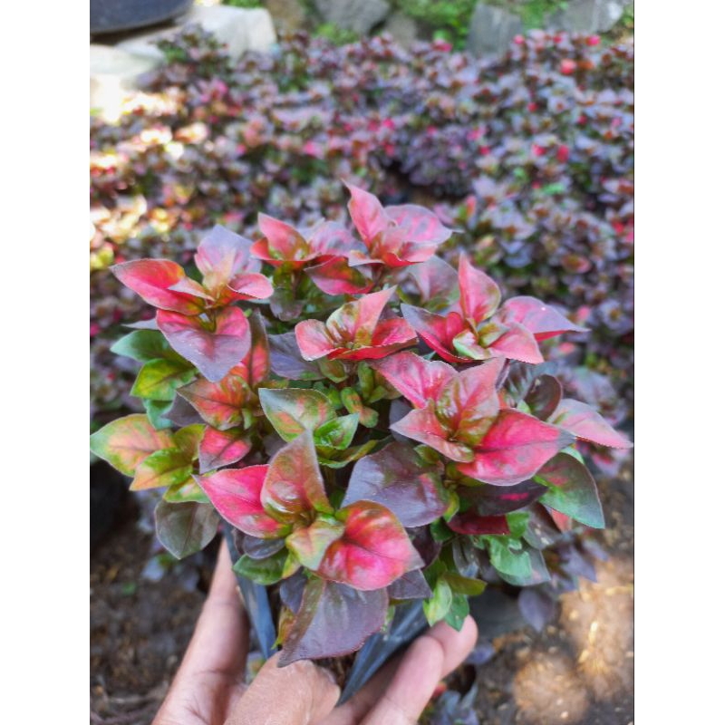 Tanaman Krokot Merah Rimbun