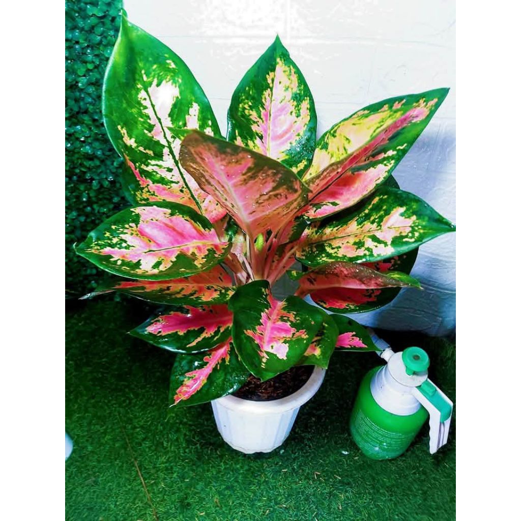 tanaman hias aglonema kocin ping / kocin pink / aglonema kocin / aglonema