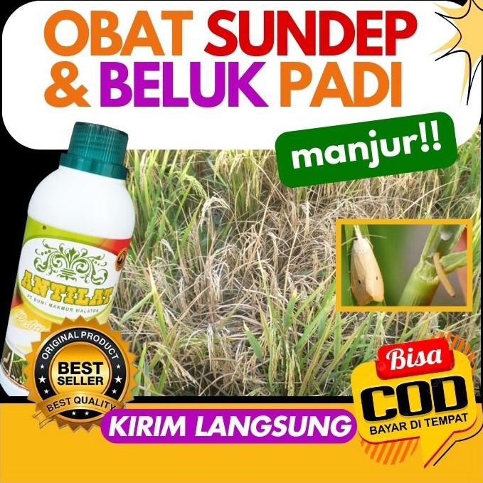 KODE I87U TERLARIS ANTILAT MEMBASMI SUNDEP DAN BELUK PADI Pestisida Hayati Mengatasi Hama Sundep Pad