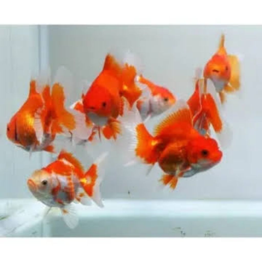 

Stiker koki oranda