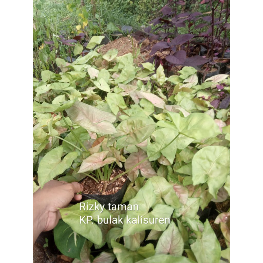 Singonium pink / singonium pink