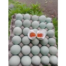

SEGAR BERSERI - TELOR ASIN 1PCS