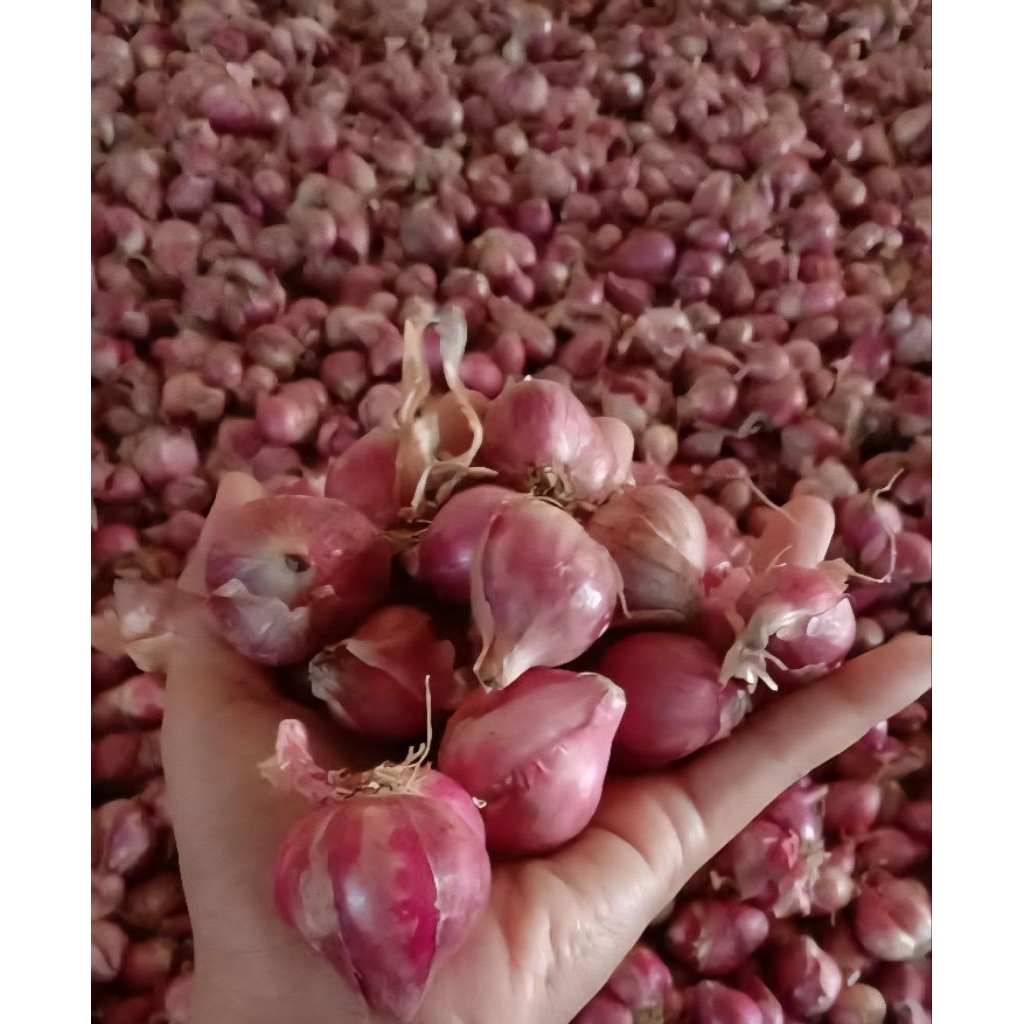 

Bawang Merah 1 Kg Murah dan Besar
