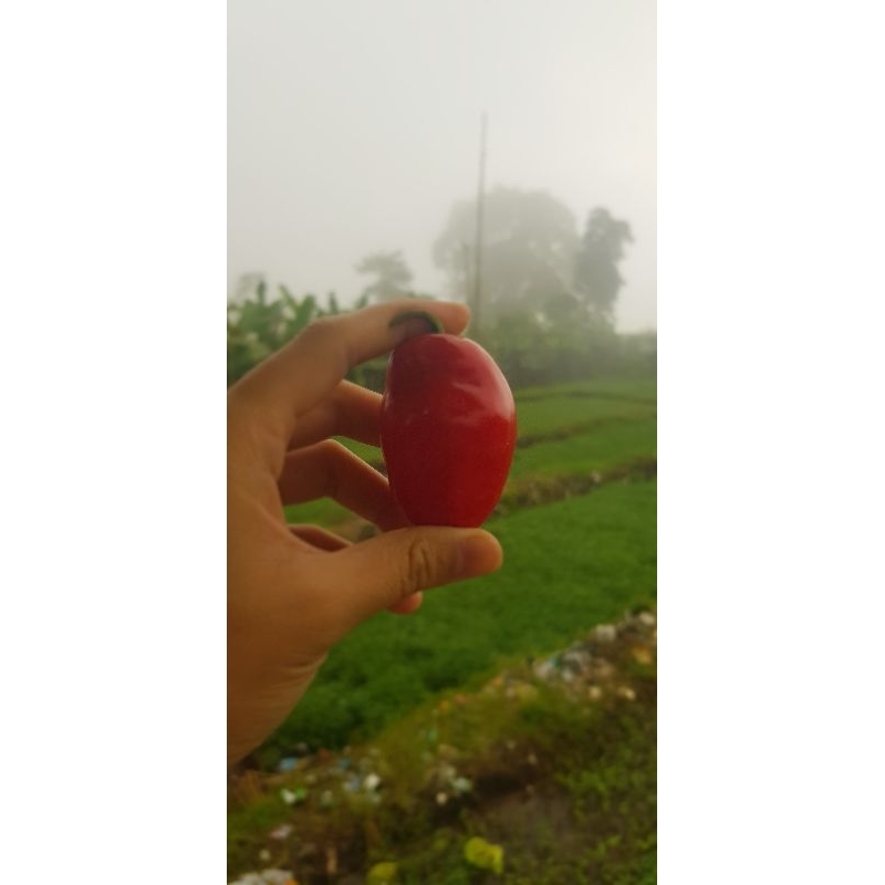 

Cabe Cabai Bendot Cabe Cabai Gendot Lombok Bendong Paprika Dieng