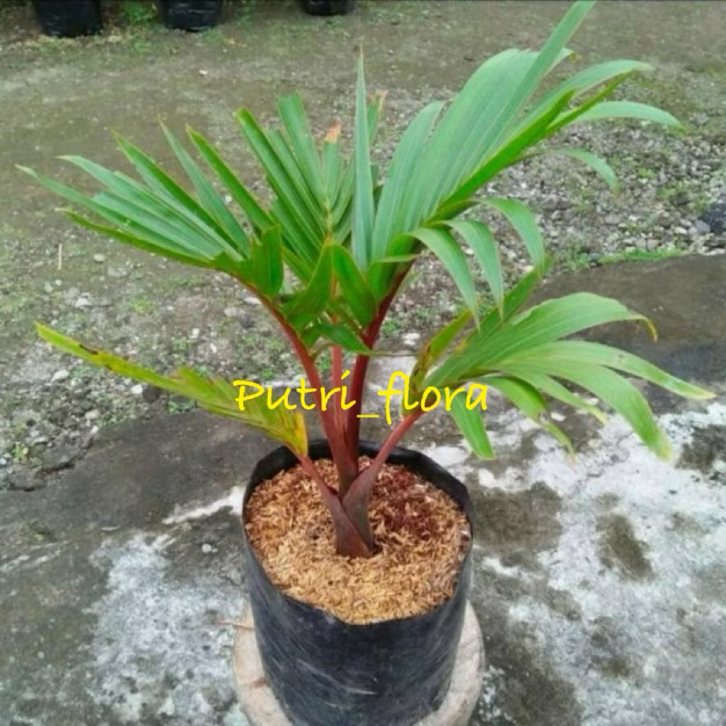 ( bisa cod ) pohon palem botol merah - tanaman hias palem botol