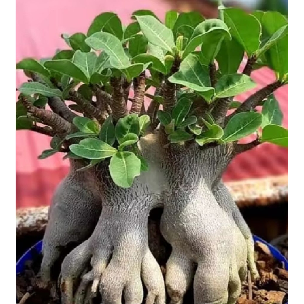 Amefurashi 5 Benih Yaman Biji Bunga Adenium Arabicum Mudah Tumbuh