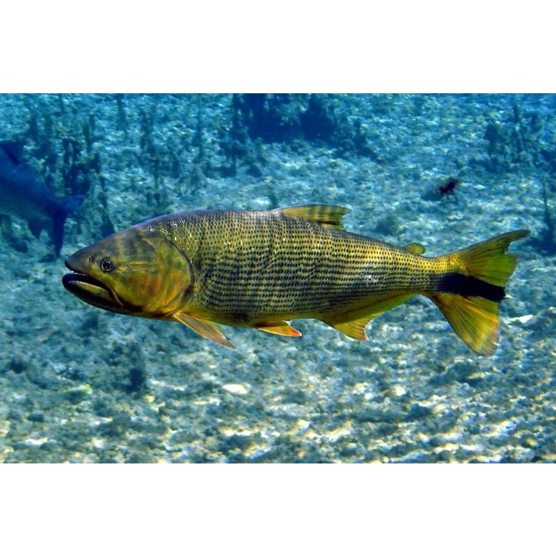 ZA Live Fish Ikan mainan Hias Dorado Predator Air Tawar Eksotis Langka Corak Emas Mengkilap Ukuran B