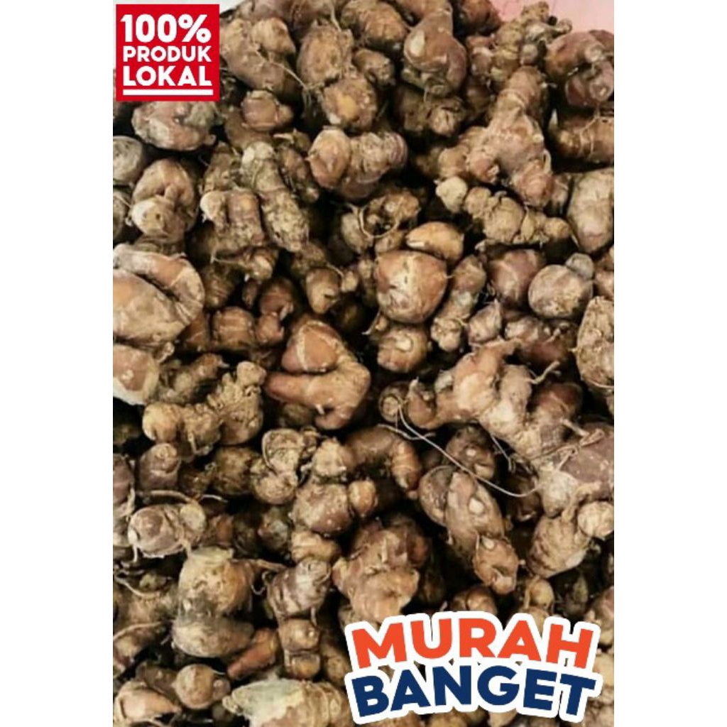 

kencur murah 10 kg Kencur tua 10 kg kencur segar 10 kg cikur seblak bumbu masak