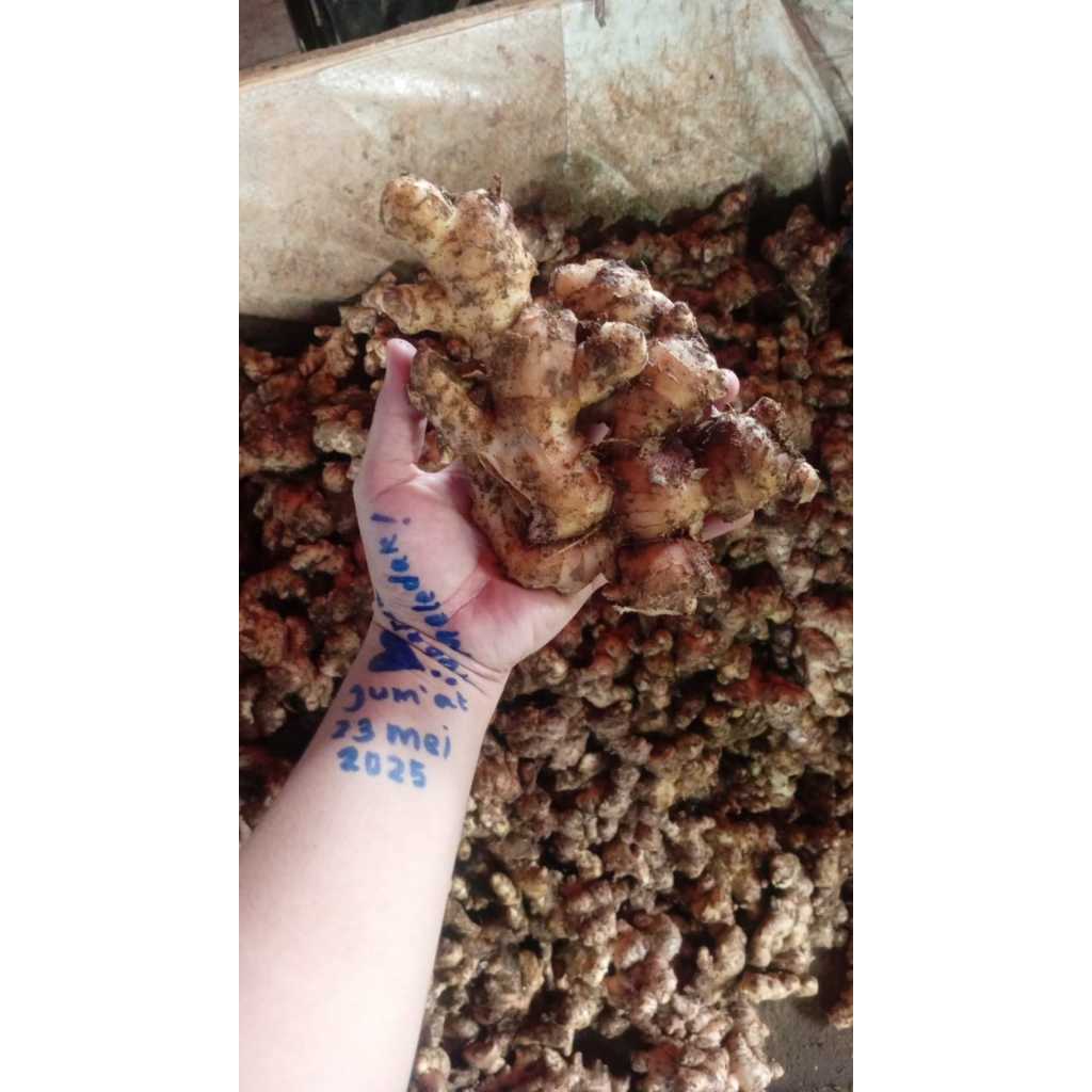 

Jahe Lokal Super 1 Kg