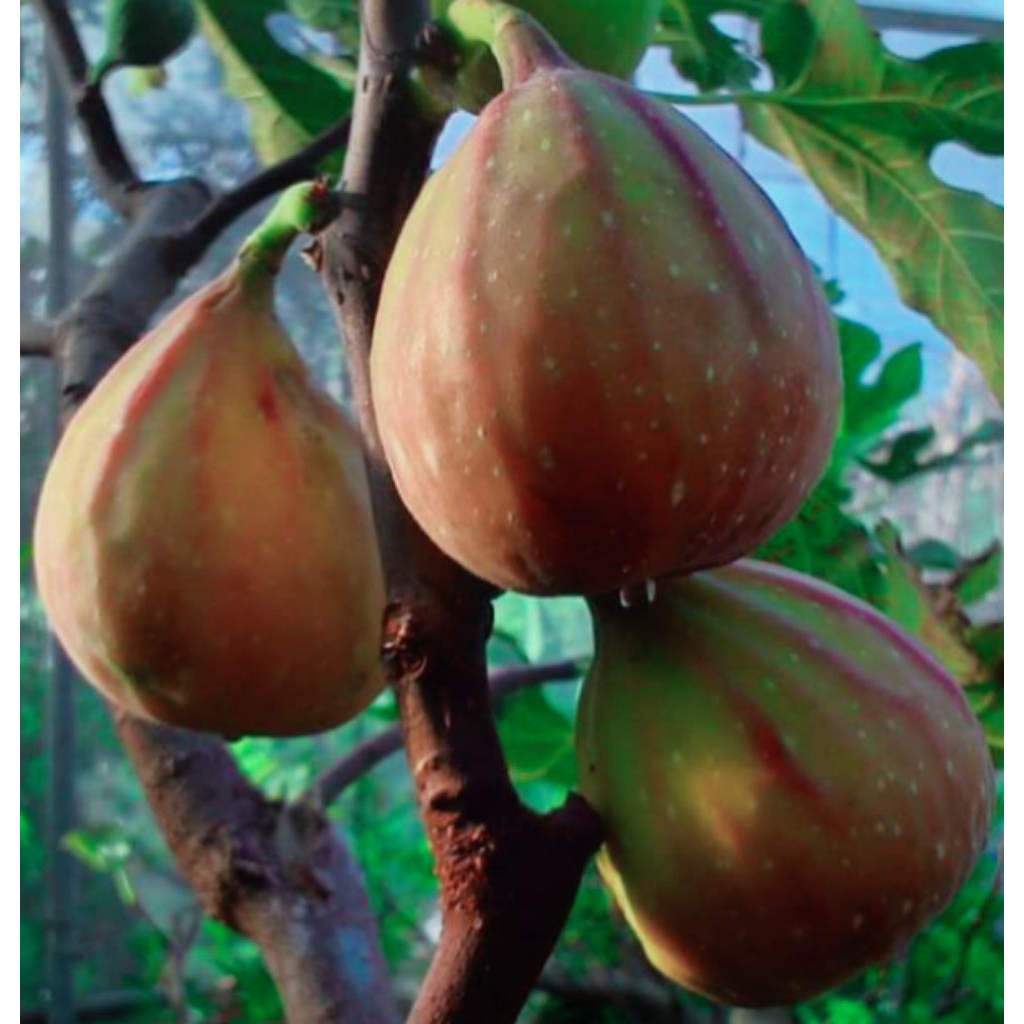 Bibit buah tin hitam langka jenis Dalmati Drown bibit tin fresh cangkok