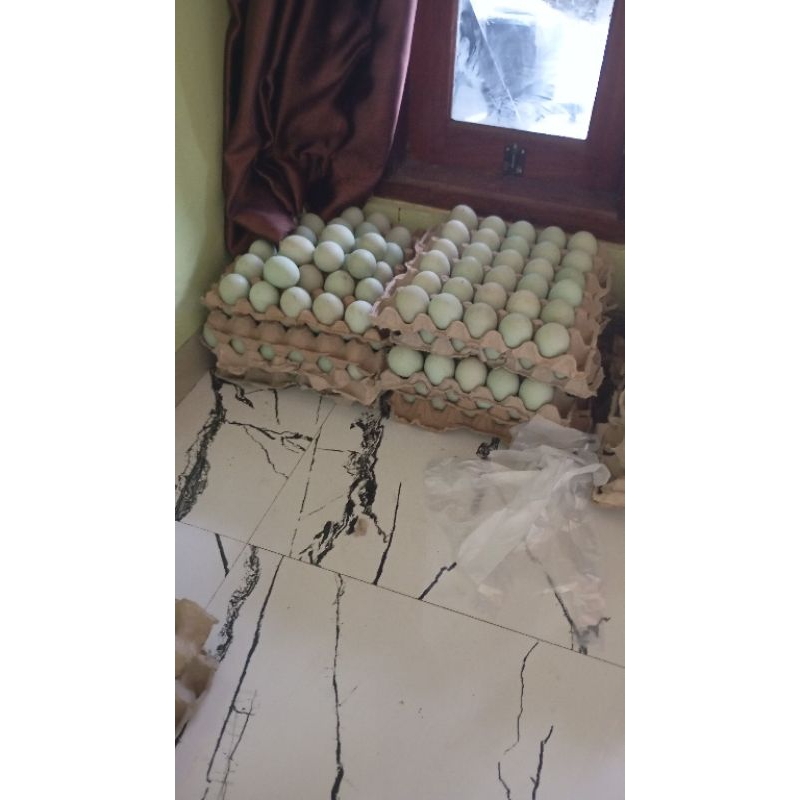 

telur bebek fertil