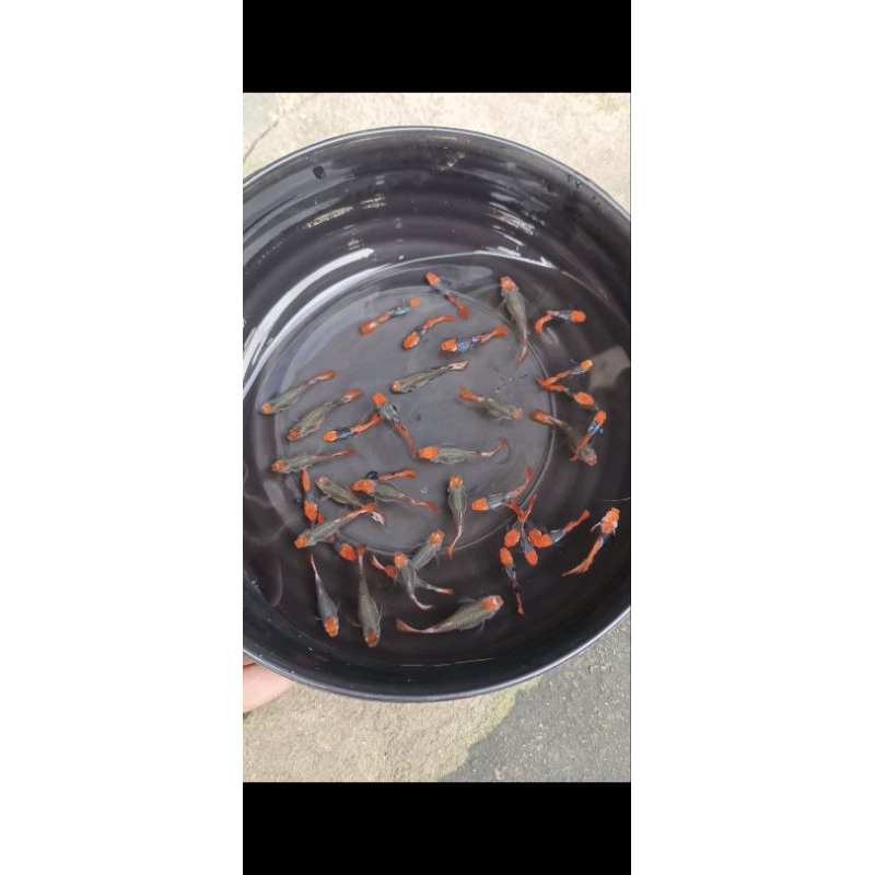 Hiasan Aquarium Guppy Prt koi