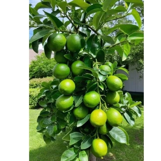 

JERUK LEMON CALIFORNIA / JERUK LEMON SEGAR