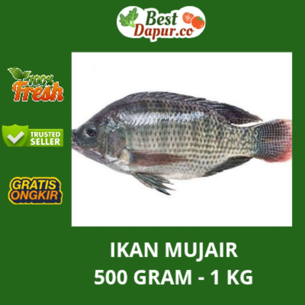 

IKAN NILA / MUJAIR BERSIH -- 500 GRAM - 1 KG | 3-5 EKOR | -- Best Dapur .Co