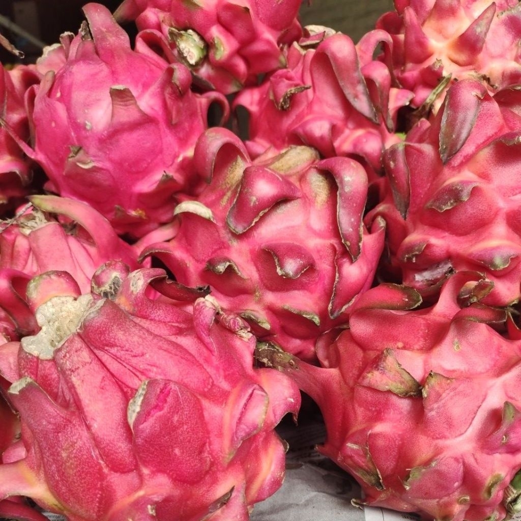 

BUAH NAGA Merah