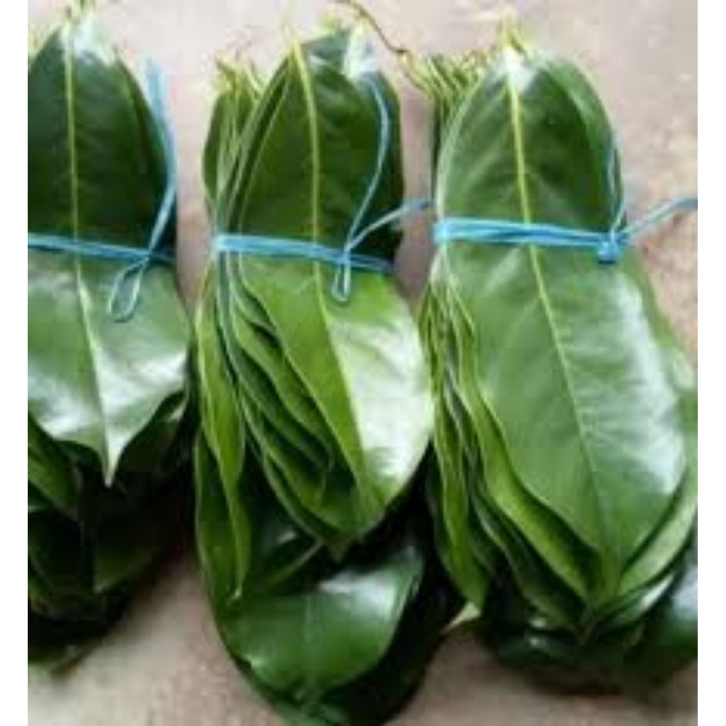 

daun sirsak organic segar freshh dadakan