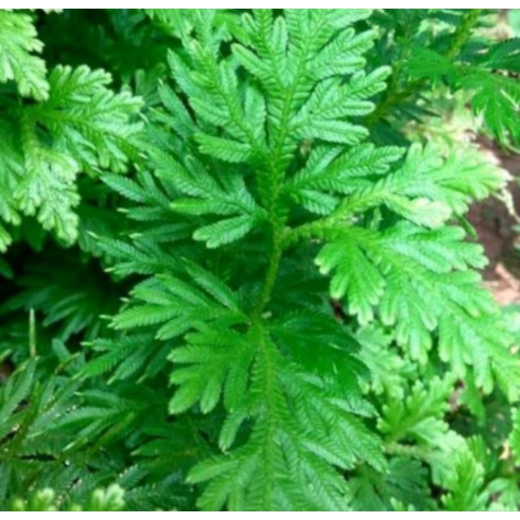 

Daun ceker ayam ( daun rane)