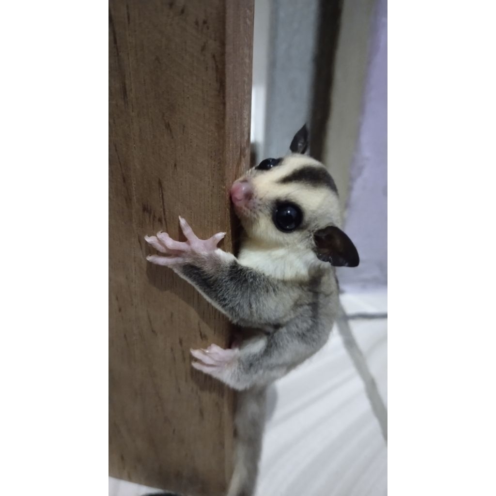 SugarGlider joey (white face)