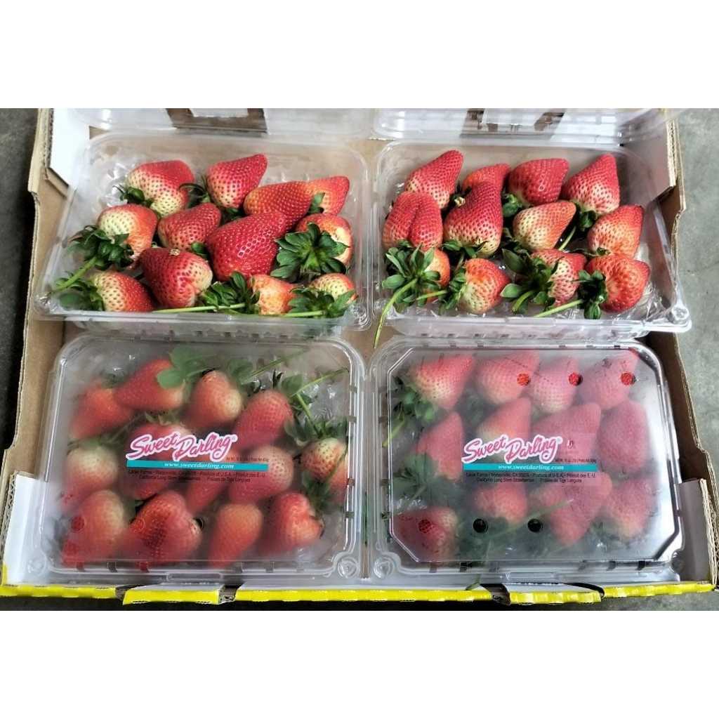 

Buah Strawberry Sweet Darling USA 1 Dus (Isi : 4, 8, 12, 16 Pack) Fresh Import