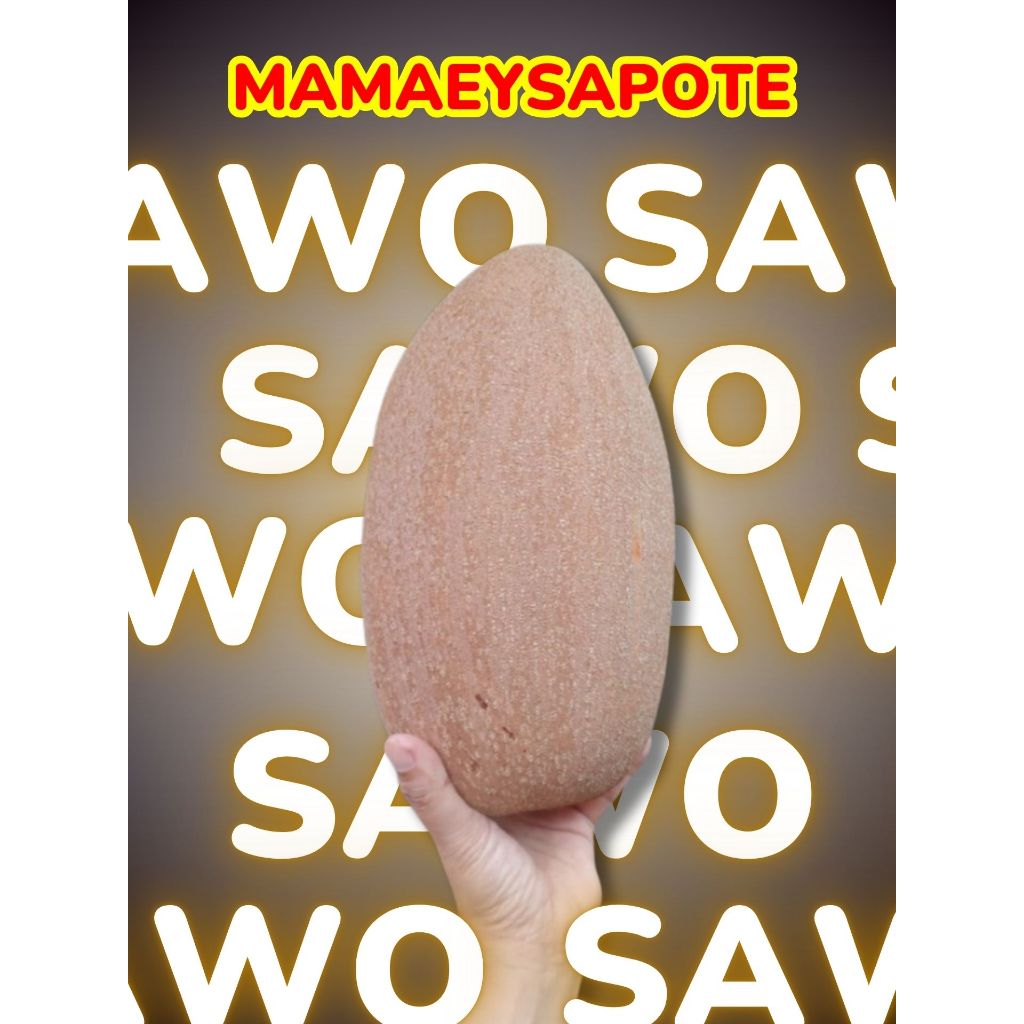 

DICARI-CARI !! Buah Sawo Jumbo Super