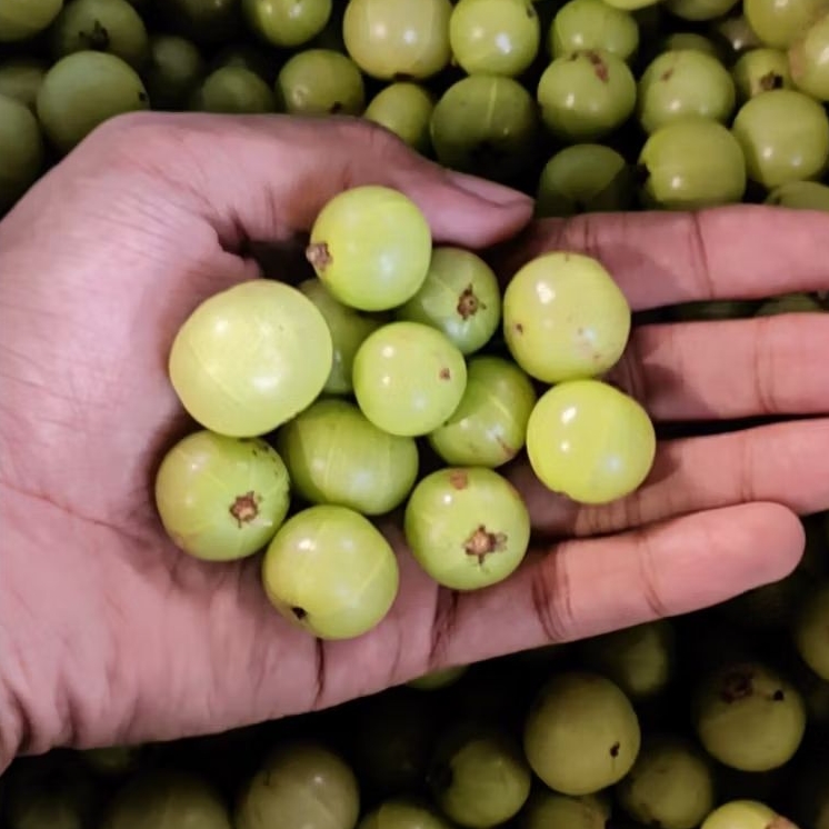 

Buah Malaka / Amla Fresh Langsung Dari Pohon 1kg - Superfood Alami