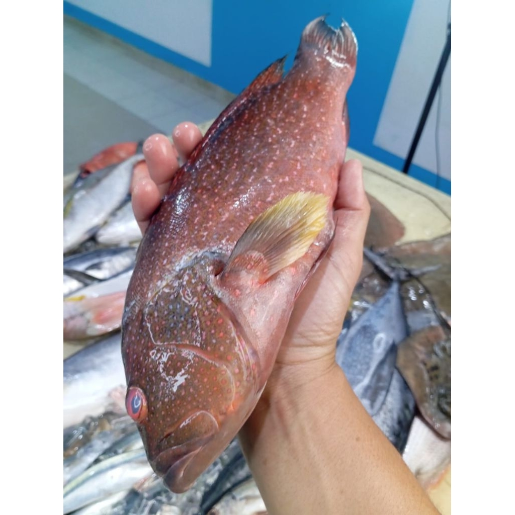 

Ikan kerapu Merah