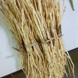 

AKAR ALANG ALANG 1 Iket