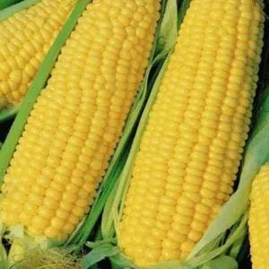 

JAGUNG MANIS / MADU 1pcs