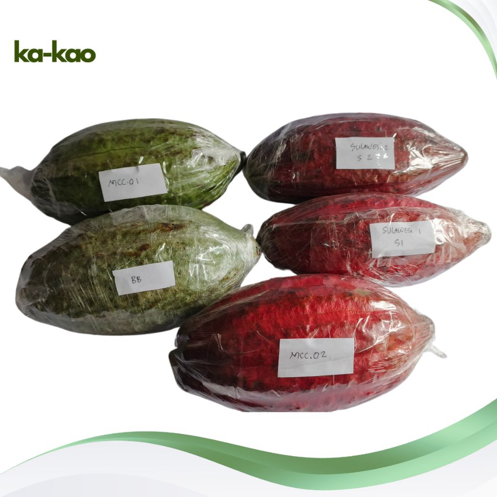 

Buah/Biji Kakao Coklat MCC02/BB1/S1 Langsung dari Pohon – Untuk Konsumsi & Bibit
