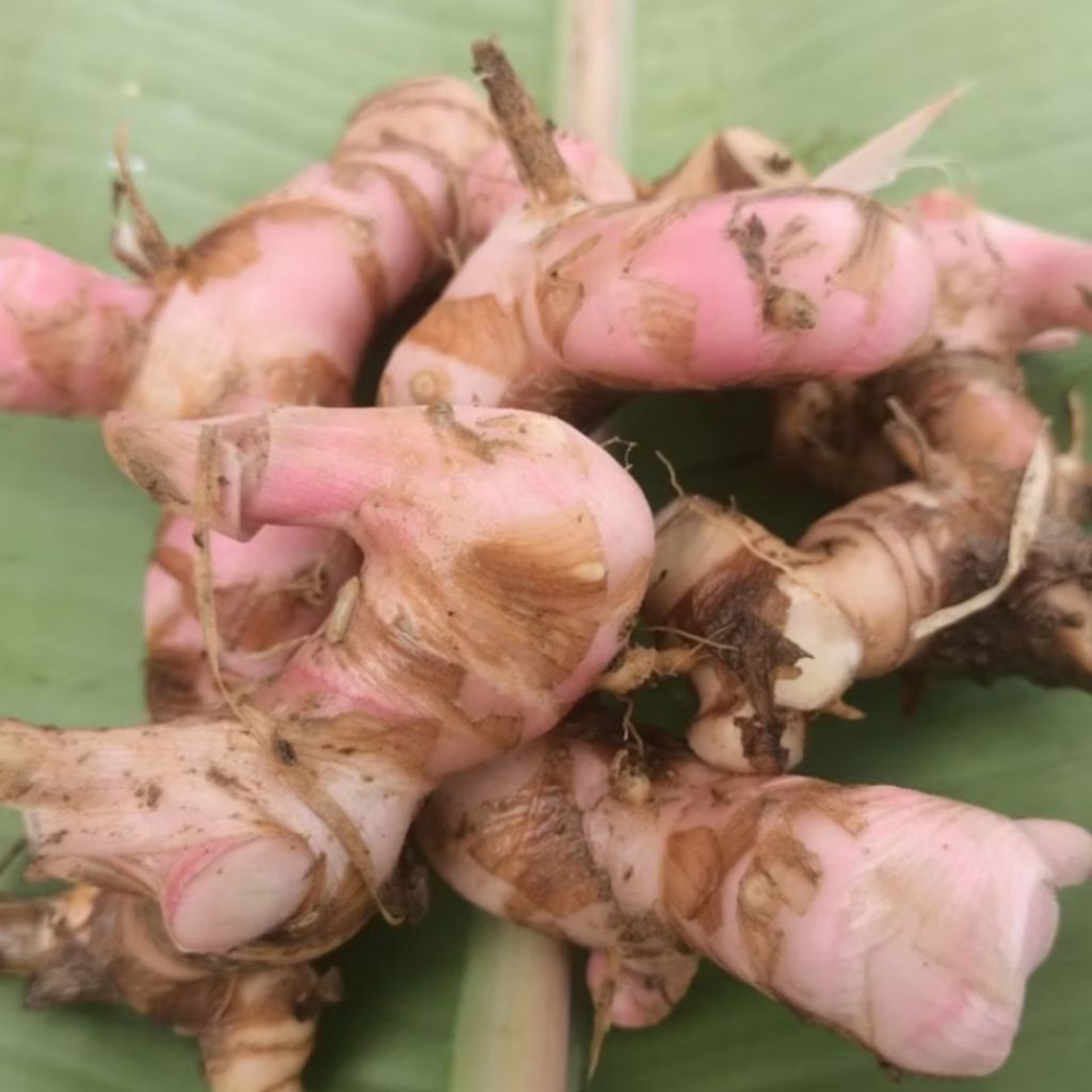 

Lengkuas / Laos Segar 250 gram