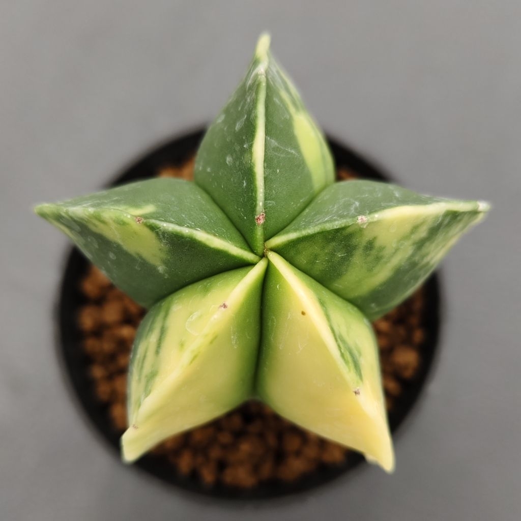 Tanaman Kaktus Astrophytum myriostigma variegata