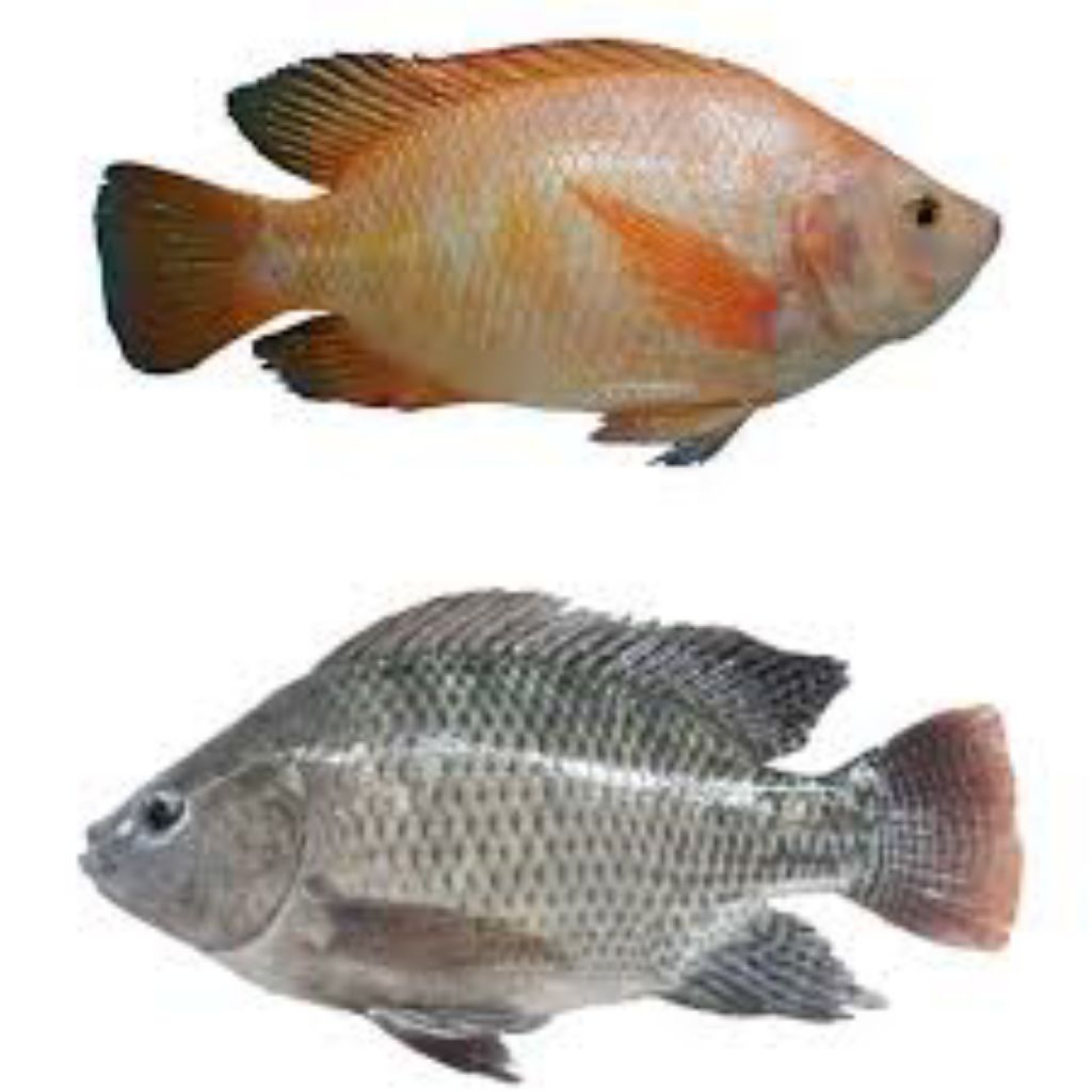 

Ikan Nila