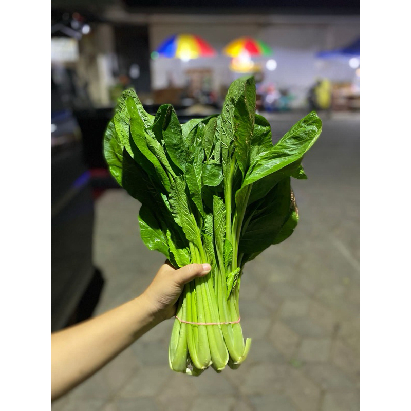 

caisim/sawi hijau