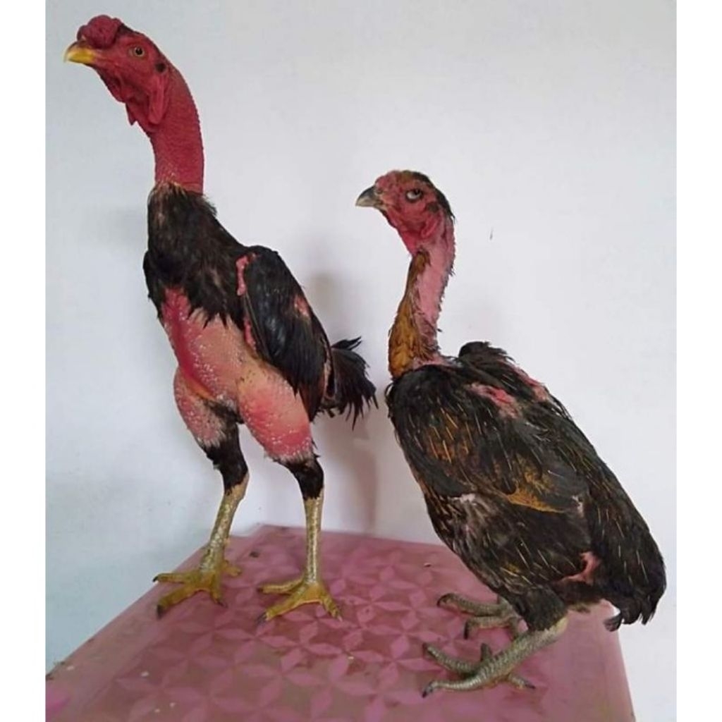 

Paket hemat 3 Telur Ayam Ganoi kaki Gunung Fertil Buat di Tetaskan