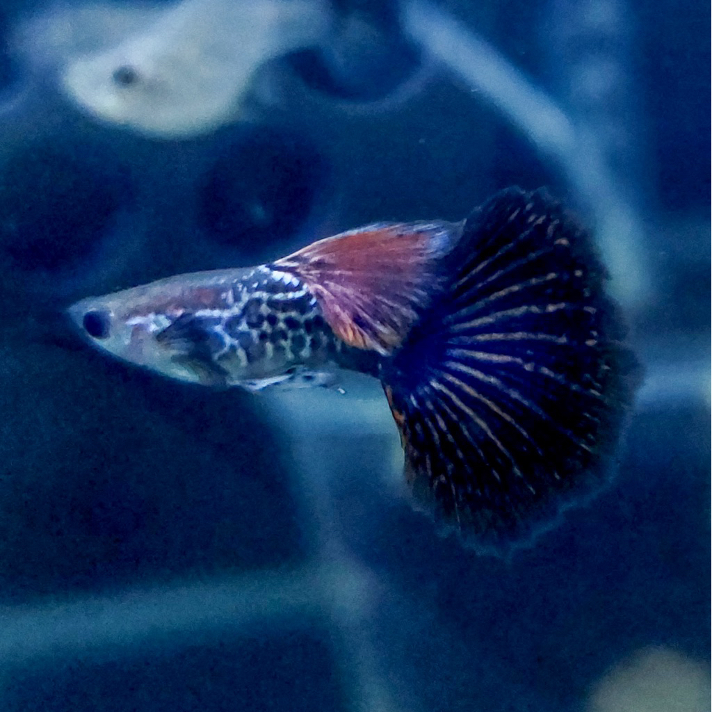 (INSTANT) Ikan Guppy Hias Per ekor Snake Skin Red Dragon HM Dewasa (BELI 2 BONUS 1)