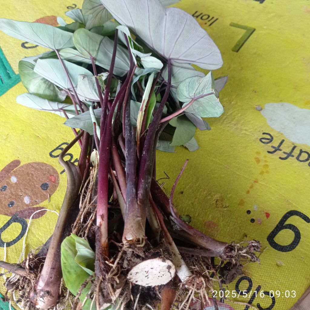 

Talas pohon hitam talas liar per 4 pohon