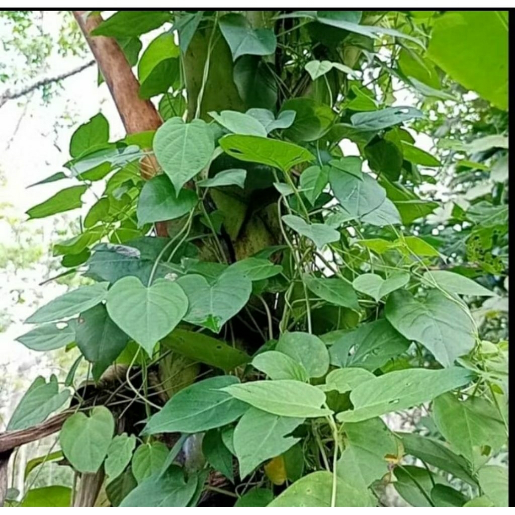 

200 GRAM DAUN SEMBUKAN ATAU SIMBUKAN