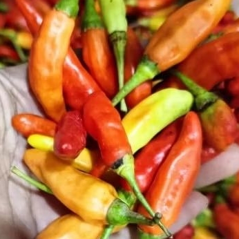 

rawit merah 500 gram