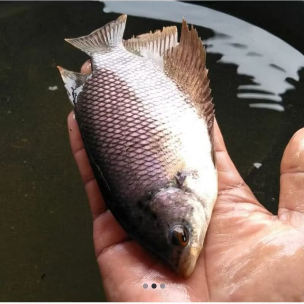 ikan gurame soang 3 jari / ikan berkualitas cepat besar